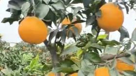 柑橘十一月都有哪些管理要点，你知道吗？