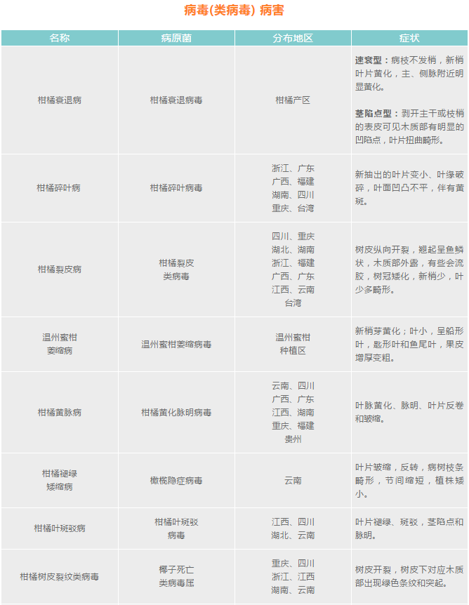 柑橘常见的病害图谱，卡希诺与你分享一下
