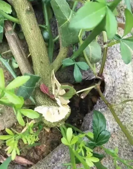 柑橘病害名录，到卡希诺看一下吧