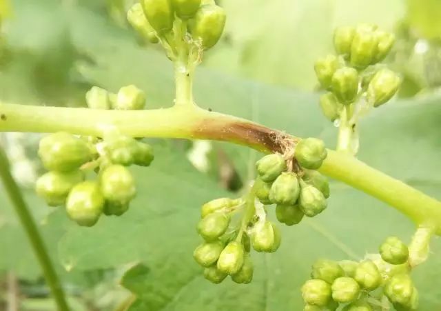 葡萄主要病虫害用药参考（卡希诺最新版）