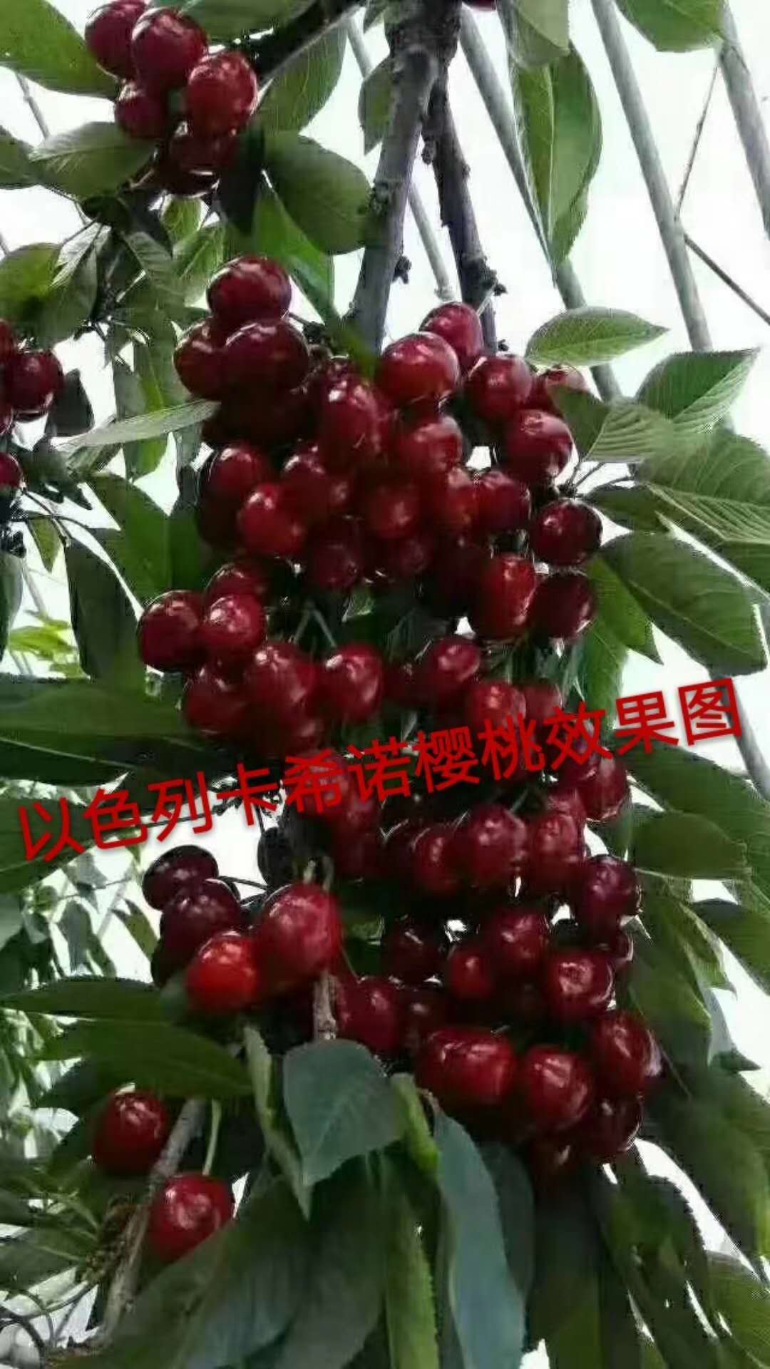一文在手，樱桃流胶不再有！如何避免樱桃死亡