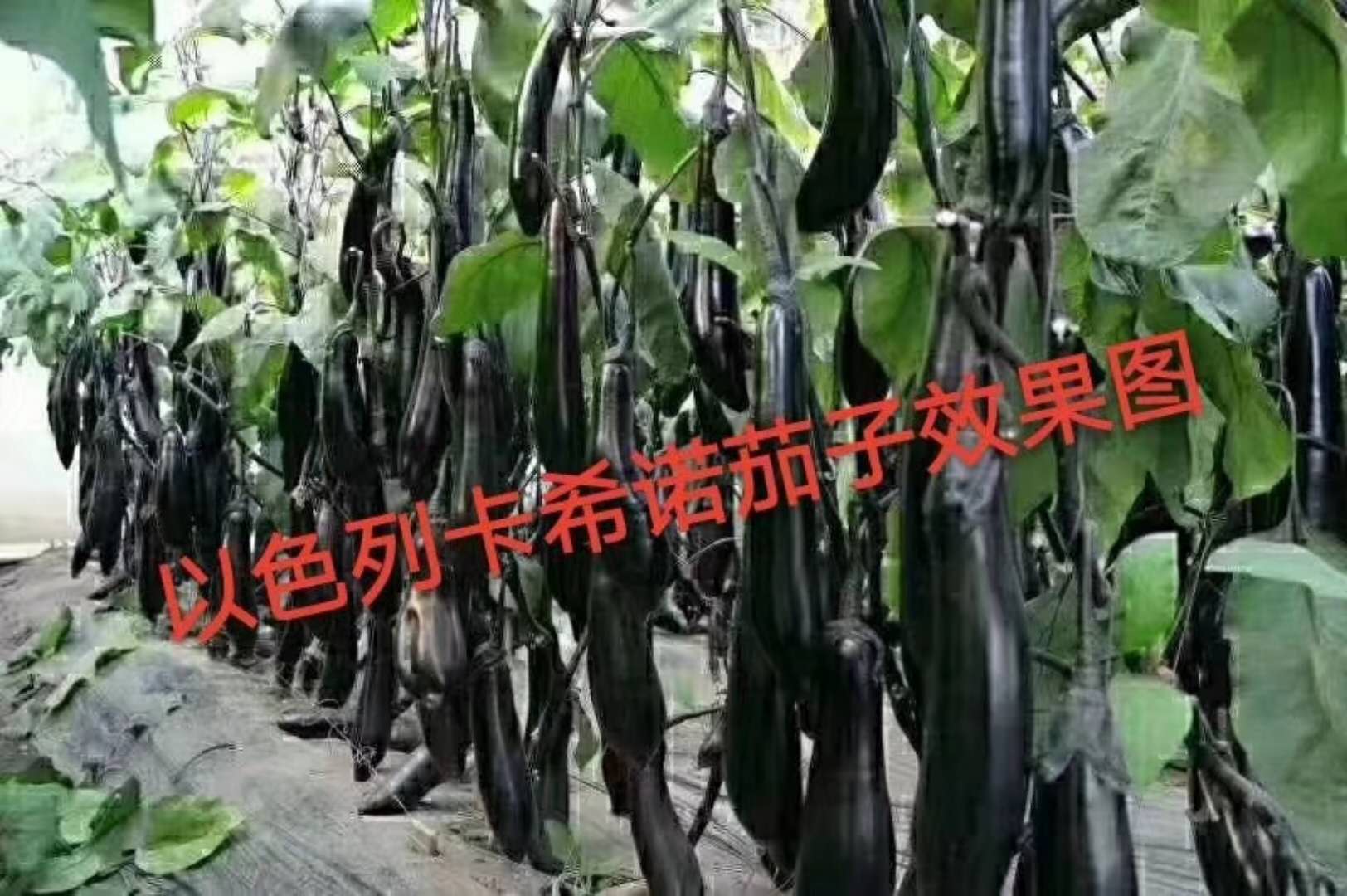春乏秋困，茄子缓苗也犯起了“懒”