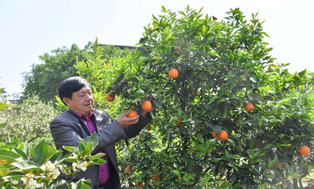 沙糖桔开春，如何实现促花保果！（卡希诺智能肥）