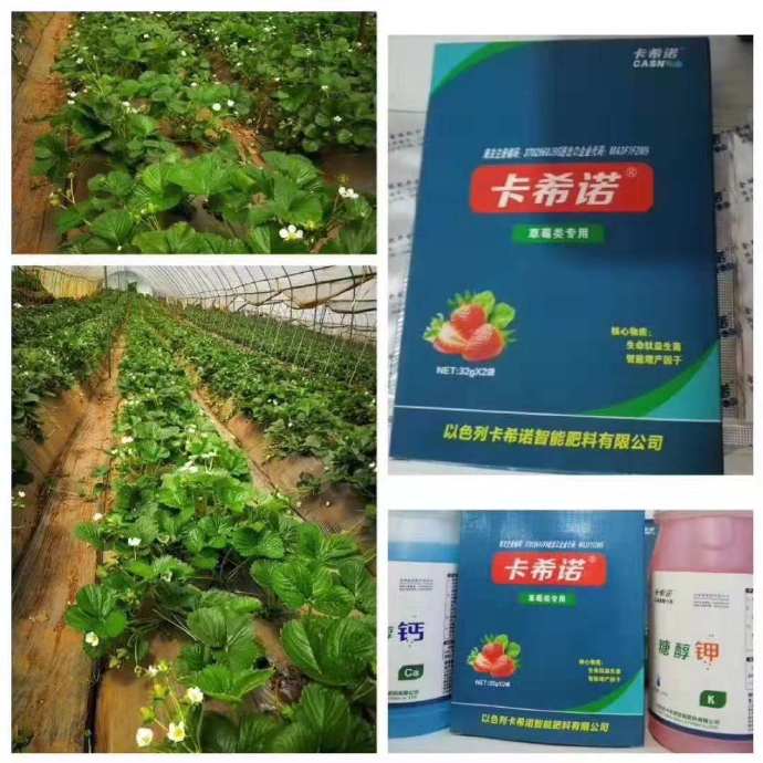 草莓二月份的管理新鲜出炉啦！下半月要做好这项工作（卡希诺智能肥）