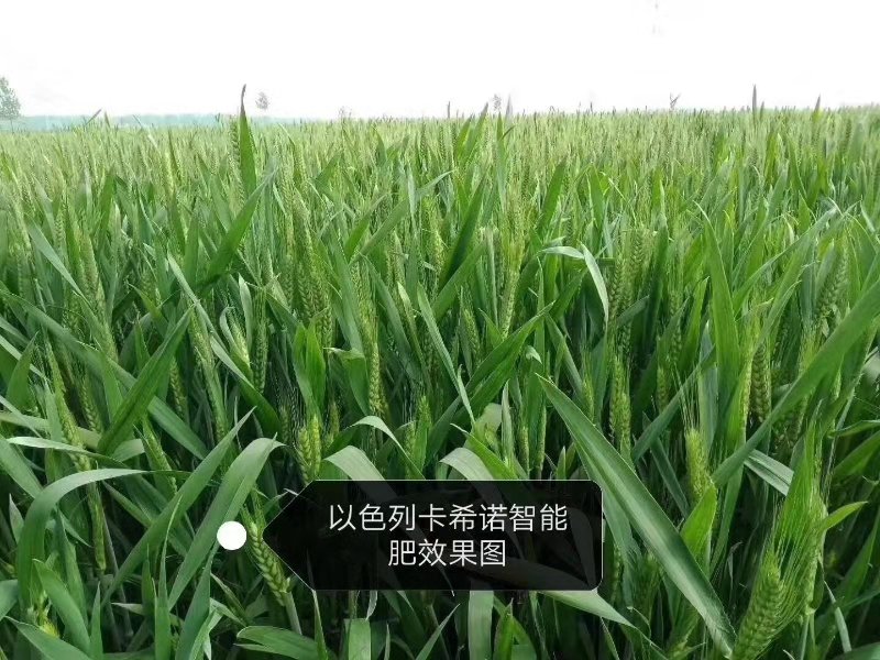 冬小麦高产有诀窍，春季管理很重要，这5大增产技术值得农民借鉴（卡希诺智能肥）