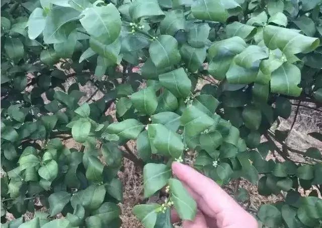 施用“卡希诺糖醇硼”肥对柑橘真的很重要，千万不可小视 