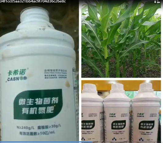 夏季玉米施肥掌握好 亩产增收少不了!(卡希诺科技， 创造亩产奇迹！）
