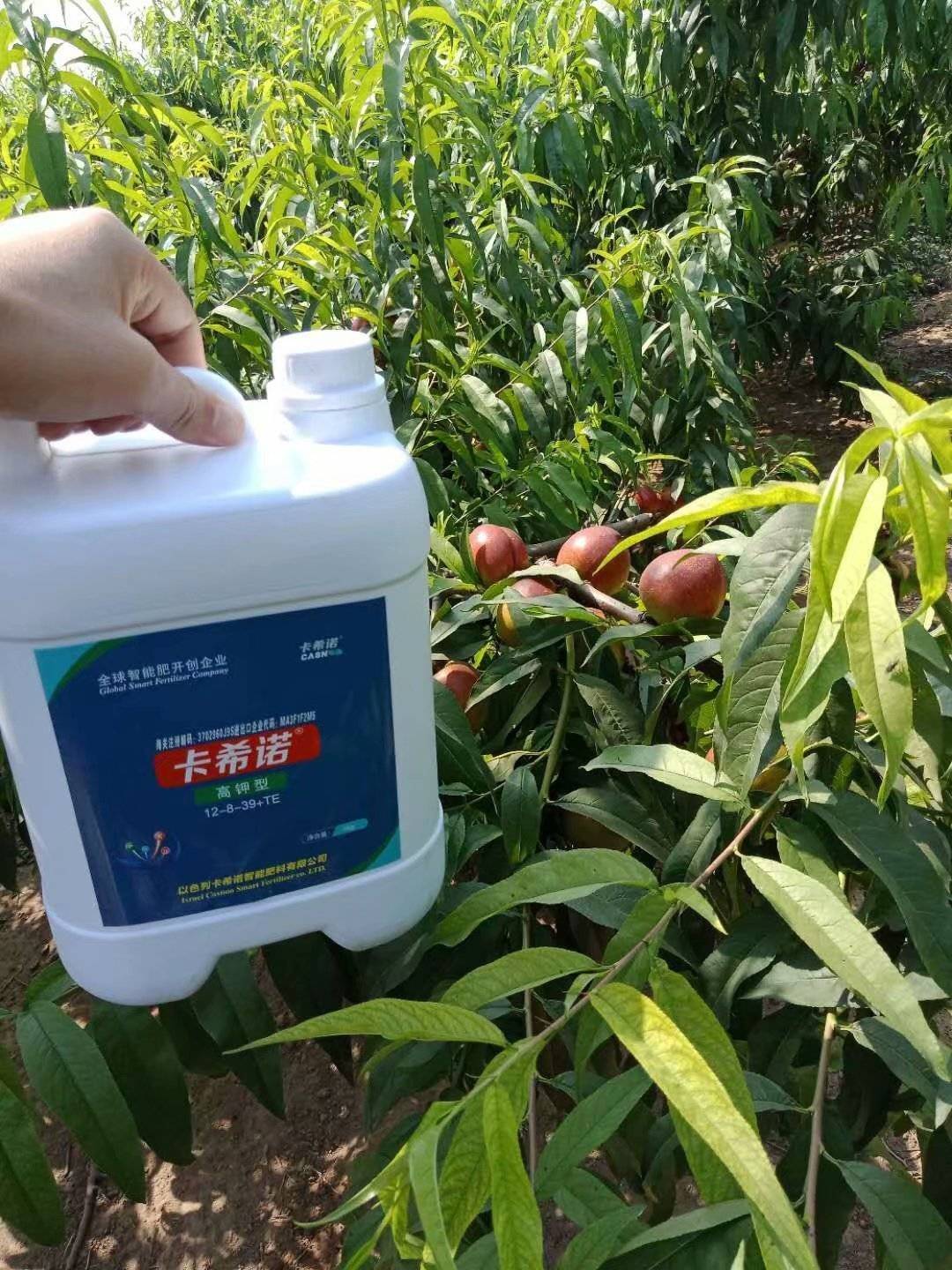 夏季是桃树全年生长发育的关键，卡希诺教你怎样管理！