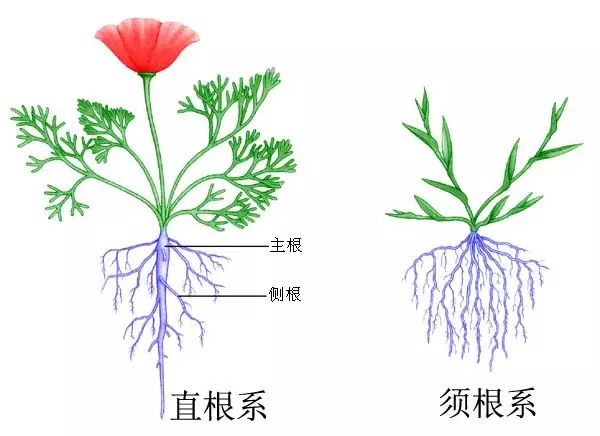 根生则生，根亡则亡，养根护根很重要！6个动作让蔬菜高产！（卡希诺）
