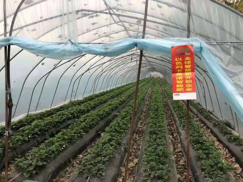 草莓高产重在管理！使草莓生长旺、早结果、品质优