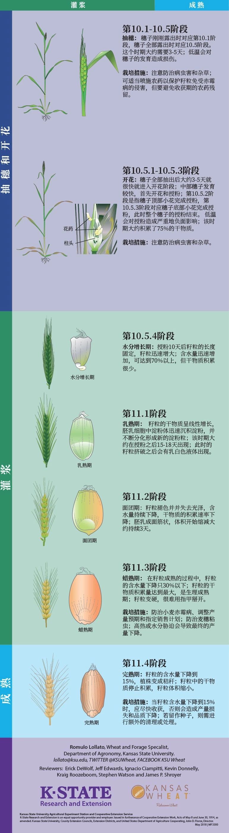 小麦的一生（发育图）_卡希诺智能肥