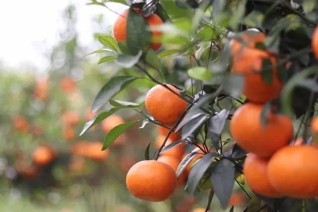 无氮不生长，无磷难成花，无钾不上色，无硼难坐果，缺钙裂果多