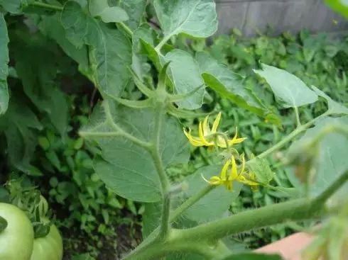 番茄开花少、坐果率低该怎么防治（卡希诺智能肥）