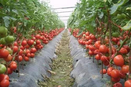 棚室管理最忌“贪”，合理种植促高产！（卡希诺智能肥）