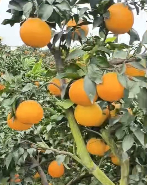 柑橘十一月都有哪些管理要点，你知道吗？