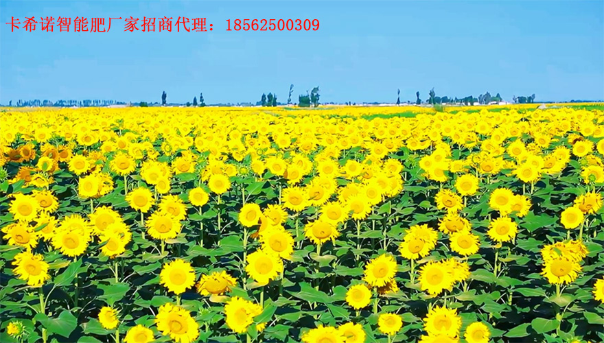 葵花施肥方案