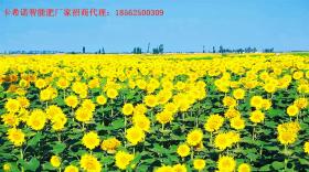 想让内蒙古葵花蓬勃生长？这些施肥方法你知道么？