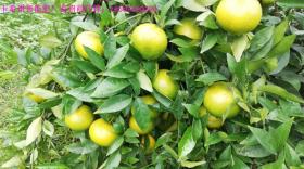 如何让柑橘果实“颜值爆表”？这些施肥攻略果农得了解！