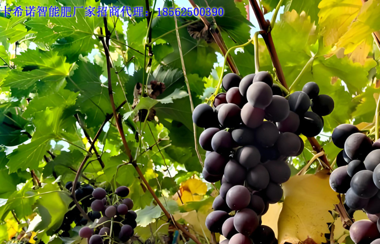 葡萄施肥方案