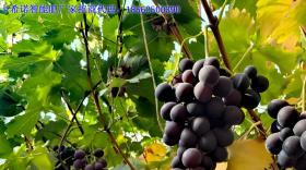 葡萄施肥有妙招！5个黄金时间用对肥料，果子又大又甜