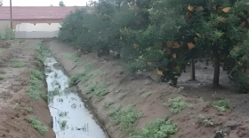 雨水大，根系弱，果树出现落果，该怎么快速补救
