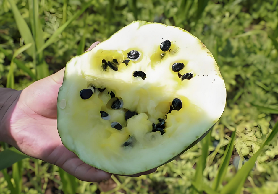 打瓜
