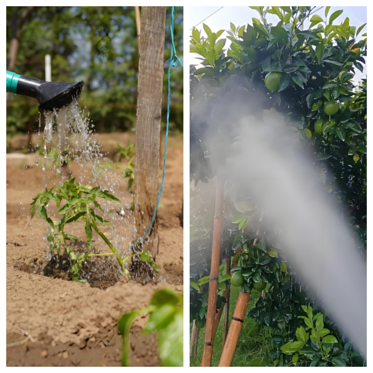 磷酸二氢钾灌根好还是叶面喷施好