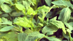 西红柿定植后怎么样浇缓苗水