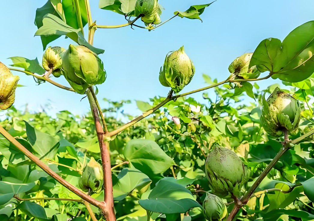 棉花膨桃期用卡希诺高钾水溶肥🆚当地的纯钾肥优势有哪些？