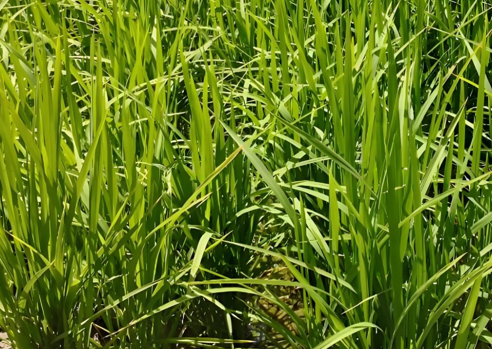 水稻分蘖期用什么叶面肥好