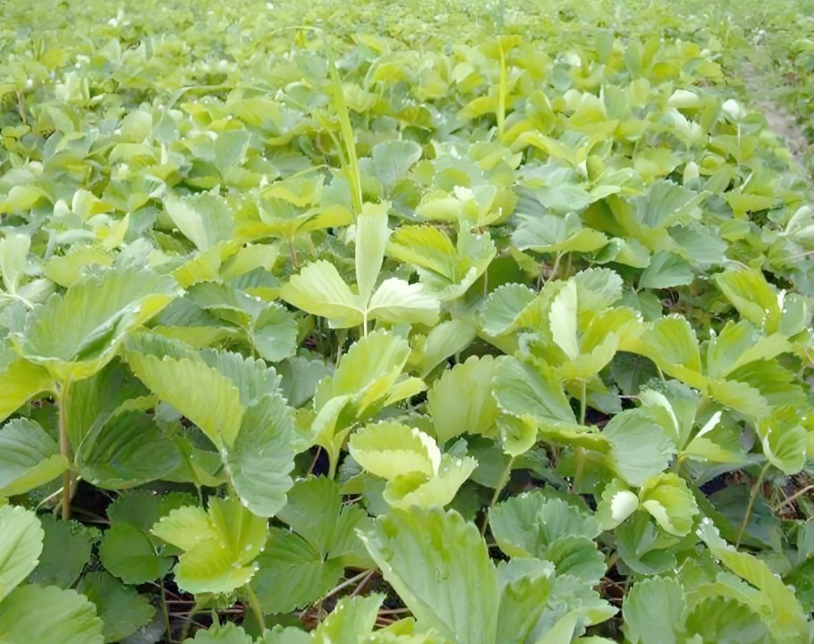 草莓定植后多久可以施肥