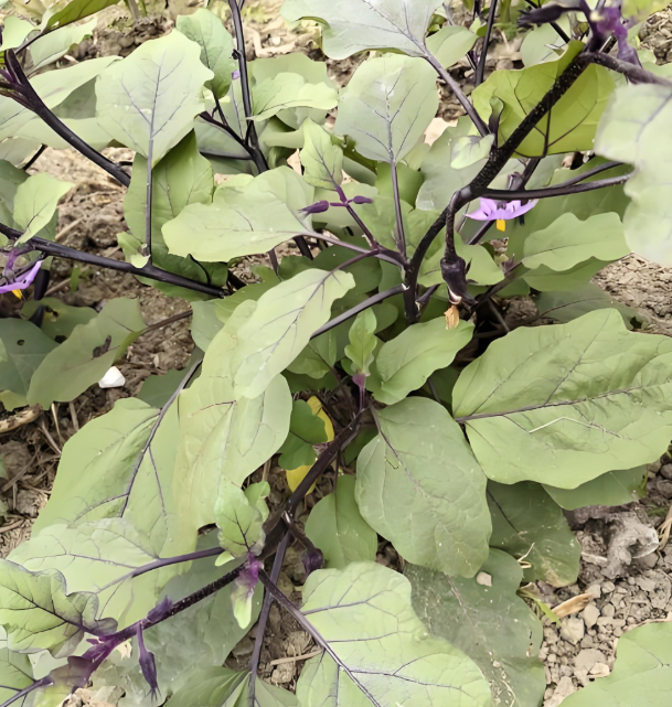 茄子苗期用什么肥料