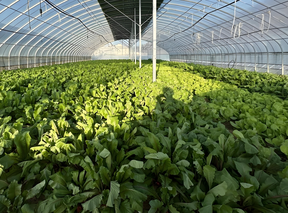 云南大棚蔬菜施肥的方法是什么