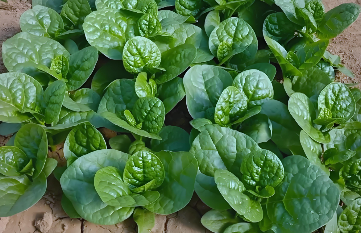 叶菜定植用什么叶面肥最好