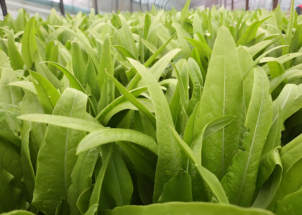 油麦菜苗期用什么肥料最好