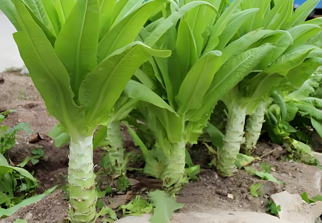 莴笋后期用什么肥料