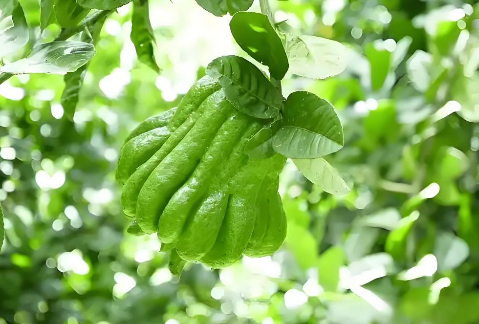 佛手膨果期用什么肥料最好