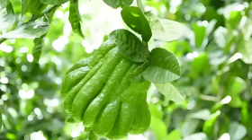 佛手膨果期用什么肥料最好