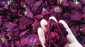 食用玫瑰发芽期肥料有哪些