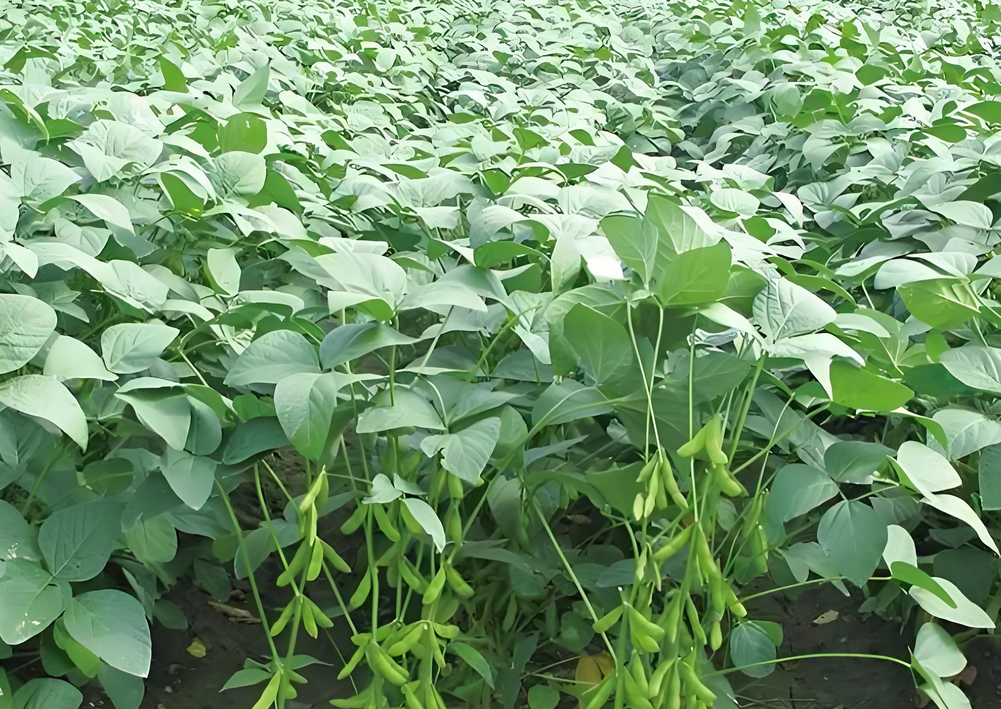 毛豆结荚期用什么肥料
