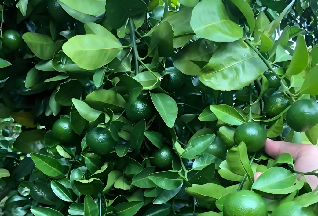 柑橘膨果期需要什么肥料