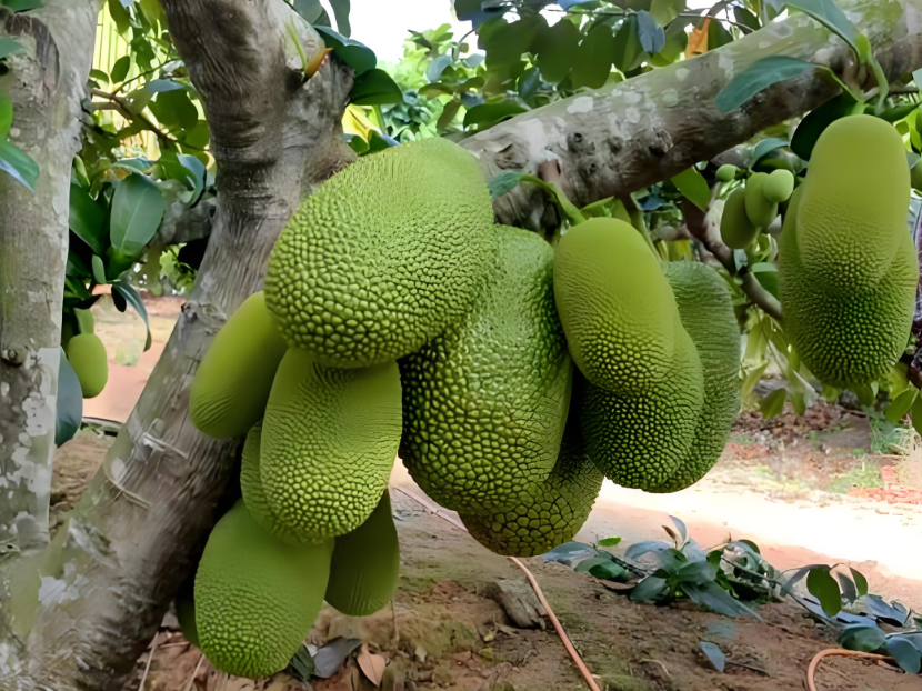 榴莲蜜施肥的正确方法是什么