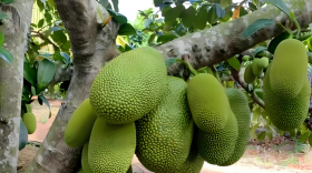 榴莲蜜施肥的正确方法是什么