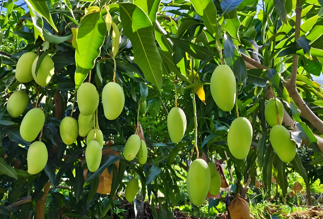 芒果施肥用什么肥料