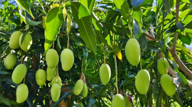 芒果施肥用什么肥料