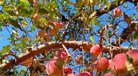 苹果采摘后可以用磷酸二氢钾吗