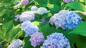 绣球花施什么肥料最好