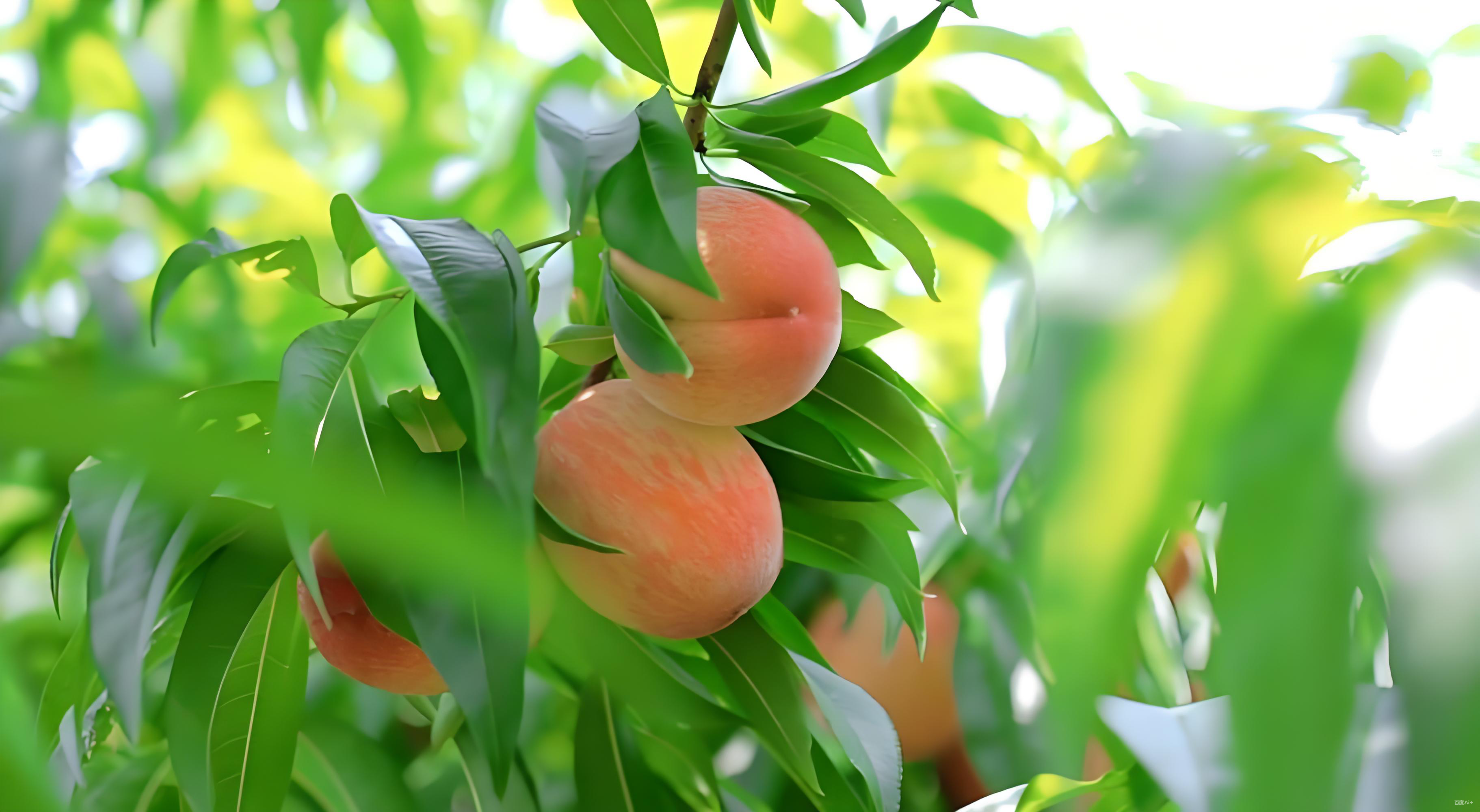 桃树微生物菌剂什么时候用最好