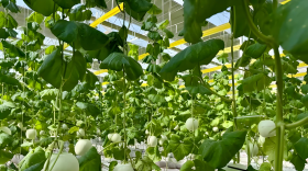 甜瓜结果期如何施肥