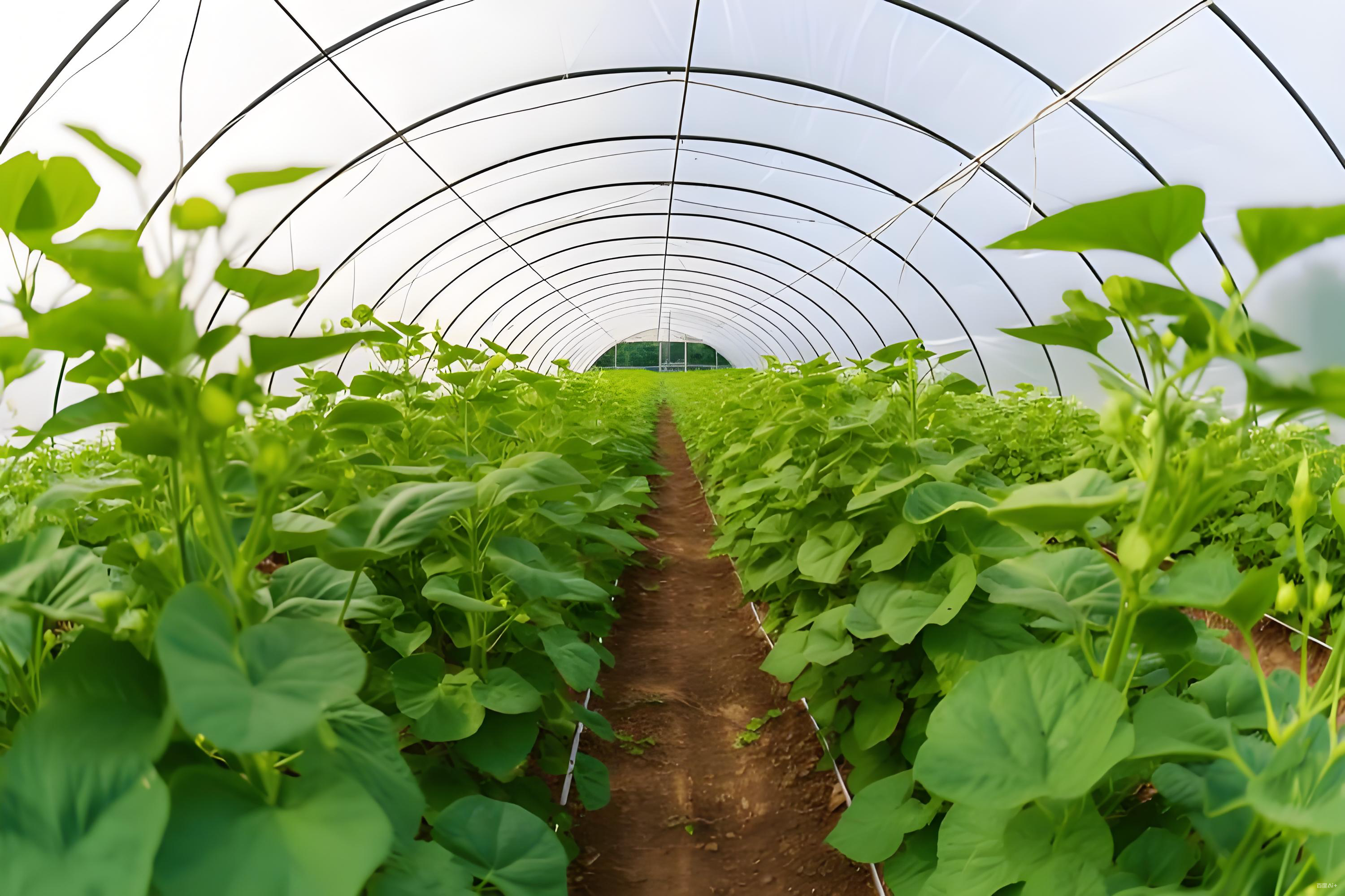 矿源黄腐酸钾在蔬菜上的作用有哪些